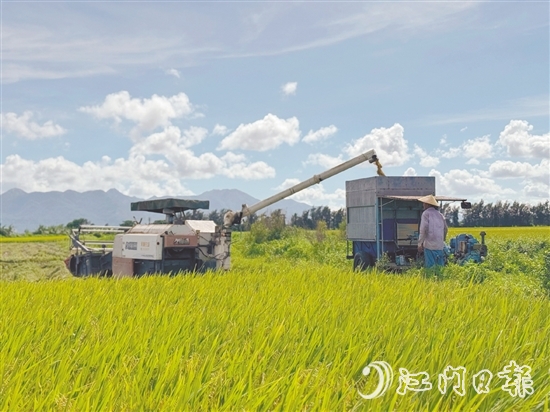 汶村鎮(zhèn)上萬畝稻田迎來豐收，大耕戶爭(zhēng)分奪秒搶收。