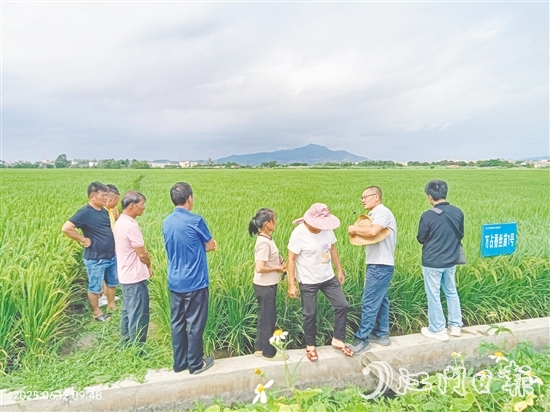 與會專家在田間為農(nóng)戶現(xiàn)場講解水稻種植要領(lǐng)。