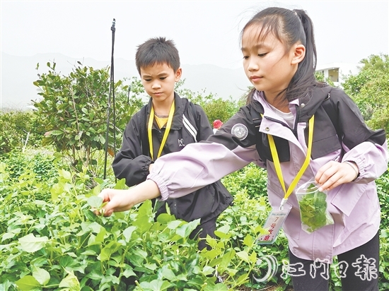 恩平簕菜富含黃酮類化合物、生物堿及多種微量元素。