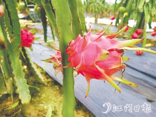 紅肉火龍果甜度高、營養(yǎng)價值豐富。