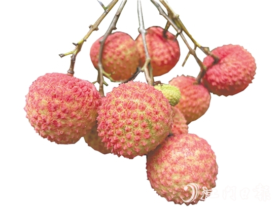 沙湖鎮(zhèn)種出的掛綠荔枝甜脆香糯。