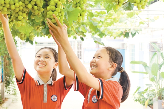 同學(xué)們親手采摘葡萄。