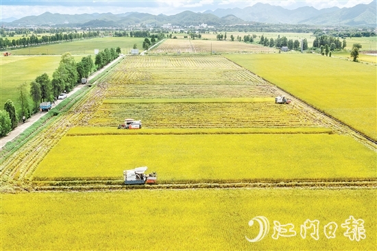 莘村村位于“廣東第一田”萬畝高產(chǎn)示范片核心區(qū)，科技賦能的強勁浪潮以磅礴之勢重塑這片土地的面貌與內(nèi)核，煥發(fā)全新生機與活力。