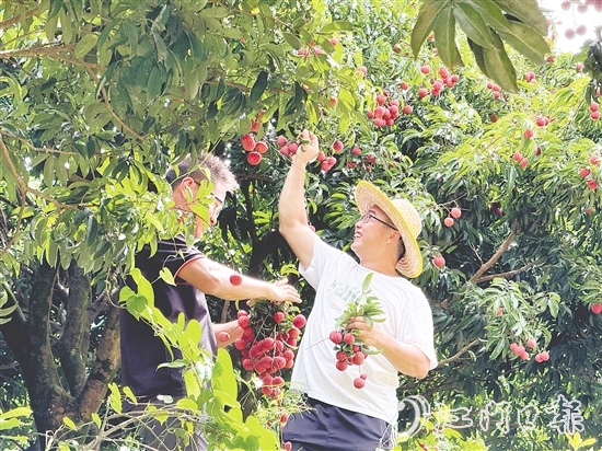 游客開心采摘荔枝，果園內(nèi)一片歡聲笑語。