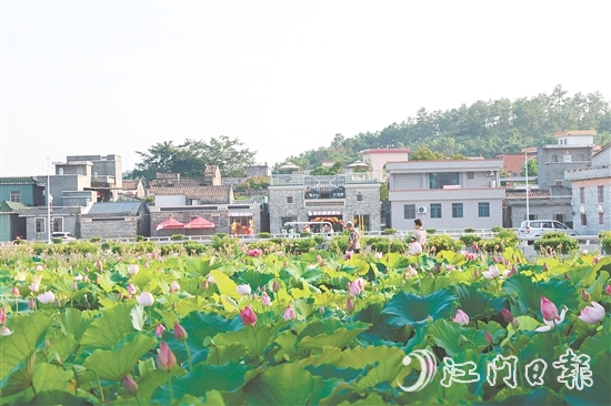 荷花嘉年華開幕以荷為紐帶，精心策劃多個(gè)特色環(huán)節(jié)，為游客帶來沉浸式體驗(yàn)。