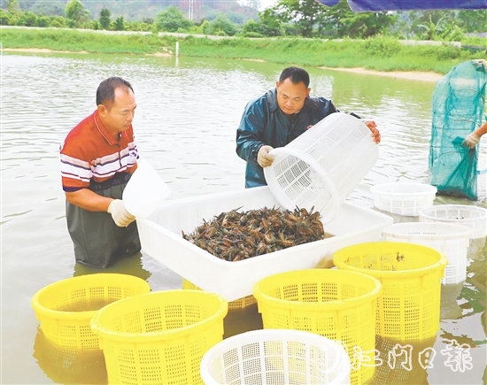 桃源蟠光村大力發(fā)展澳洲藍(lán)龍蝦養(yǎng)殖產(chǎn)業(yè)，村集體經(jīng)濟(jì)每年增收15萬(wàn)元。