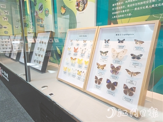 精美的昆蟲標本引人注目。