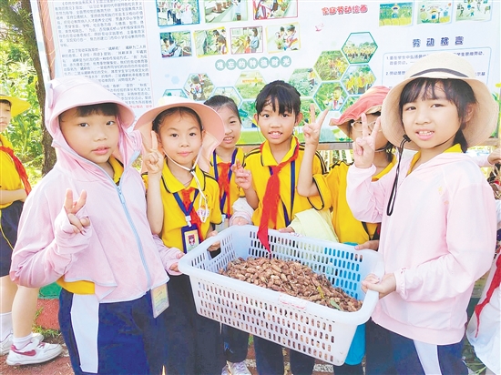 學生采摘花生，感受豐收的喜悅。