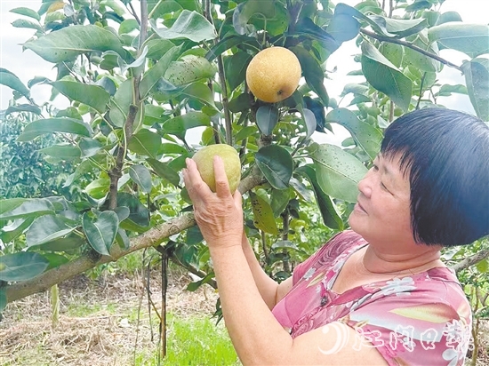 果農(nóng)在查看香蜜脆梨成熟度。