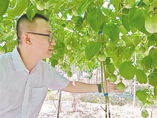 何湛慶查看著百香果的長勢。