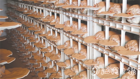 健芝緣的生產(chǎn)基地，整齊排列的靈芝栽培車間格外引人注目，潔凈的無土化管理體系清晰可見。