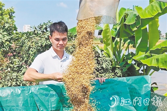 張和順第一時(shí)間觀察采收的早造稻谷。