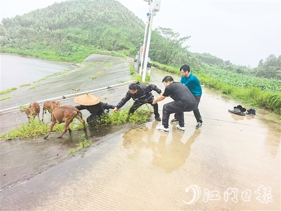 東成鎮(zhèn)黨員干部在巡查時，發(fā)現(xiàn)8頭散養(yǎng)家牛因受驚失控被困，迅速開展救援。
