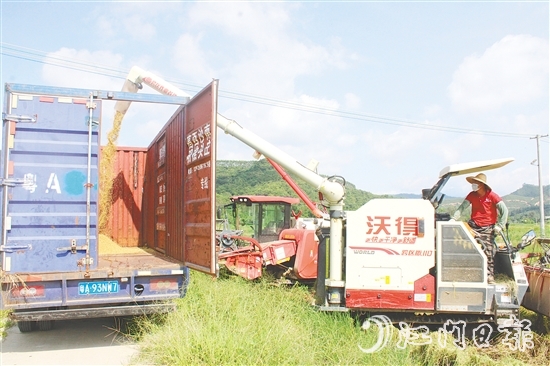 恩平市牛江供銷社馬龍?zhí)练N植示范基地早造稻谷迎來豐收。