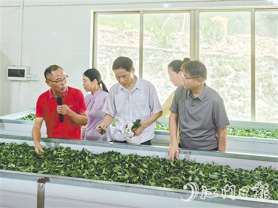 調研團隊深入企業(yè)實地考察，并為茶企提供科學指導和寶貴建議。