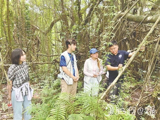 華南農(nóng)業(yè)大學植物保護學院團隊實地考察新會小鳥天堂國家濕地公園古榕島。