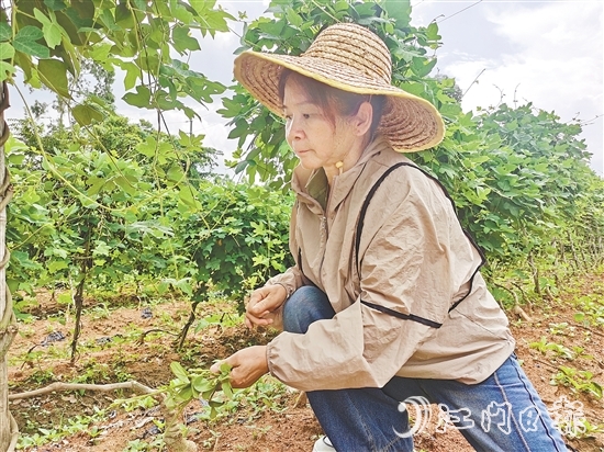 黃美茹在田間查看葛根生長情況。