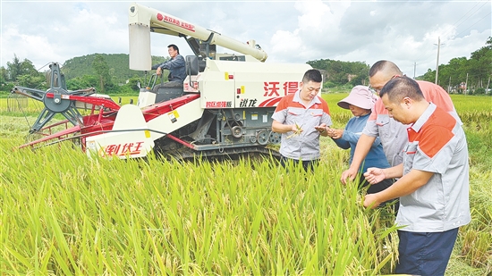 臺山市強(qiáng)化國資國企擔(dān)當(dāng)，聚焦農(nóng)戶“賣糧難、曬糧難”等痛點(diǎn)，精準(zhǔn)破解涉農(nóng)難題。
