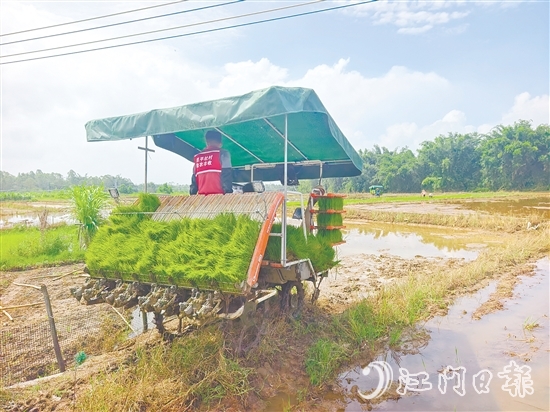 君堂鎮(zhèn)太平村啟動晚稻插秧工作，采用合理密植提單產(chǎn)技術(shù)，嚴(yán)格把控秧苗之間的行距、株距。