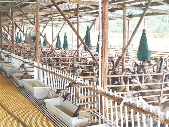 馬岡鵝從田間地頭的“土特產(chǎn)”升級(jí)為市場(chǎng)認(rèn)可的“金招牌”。