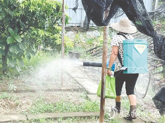 新會(huì)區(qū)安排消殺隊(duì)伍每周多次開展覆蓋式藥物噴灑，通過系統(tǒng)化滅蚊作業(yè)，降低疾病傳播風(fēng)險(xiǎn)。