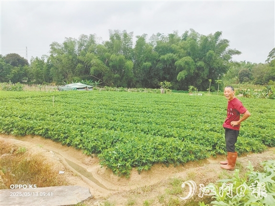 眼見推廣種植花生新品種效益高，收入增加了，南中村村民喜笑顏開。