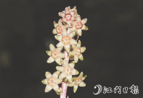 七星坑球子草是首個(gè)以“七星坑”命名的植物新種。