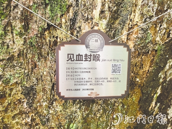大沙鎮(zhèn)在人大代表推動下，為見血封喉樹制訂專項保護方案，建立古樹“健康臺賬”。
