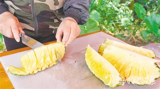 “黃金龍”鳳梨?zhèn)€頭大，果肉香甜爽脆、汁水豐富，實測糖度為14度。