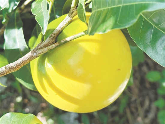 成熟的黃晶果外觀色澤金黃。