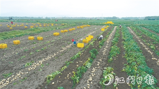 恩平是廣東省內(nèi)一流的馬鈴薯生產(chǎn)基地，“土豆米”項(xiàng)目的落地，將顯著提升恩平馬鈴薯的附加值，完善產(chǎn)業(yè)鏈條，推動(dòng)產(chǎn)業(yè)升級(jí)。