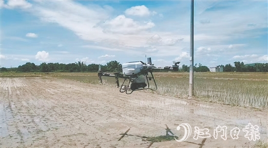 工作人員利用無人機(jī)給插好秧苗的田塊施肥。