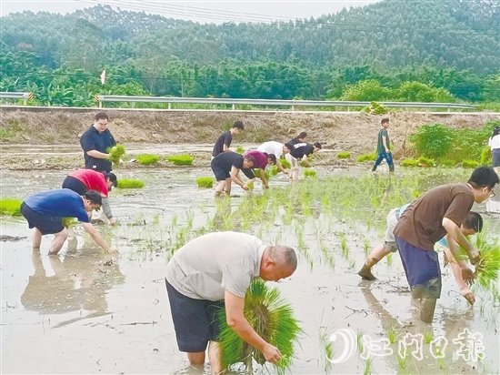 鶴城鎮(zhèn)的20余名鎮(zhèn)、村干部卷起褲腿、赤腳踩進(jìn)泥濘的水田，與當(dāng)?shù)剞r(nóng)戶一起開展插秧作業(yè)，助力秋耕生產(chǎn)。