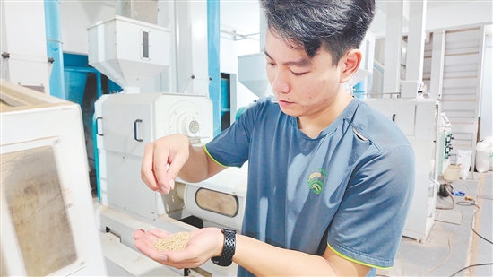 企業(yè)引入先進(jìn)設(shè)備加工生產(chǎn)大米。