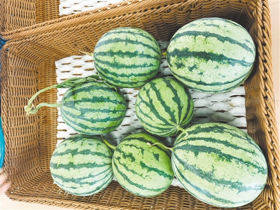 厚承陳皮文化生態(tài)園內(nèi)，西瓜等成熟作物已經(jīng)被摘下來。