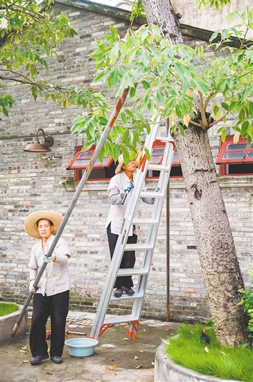 赤坎華僑古鎮(zhèn)積極部署，對(duì)園區(qū)內(nèi)的大量文物古跡和古樹進(jìn)行加固。景區(qū)供圖