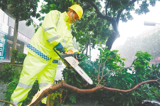 昨日，蓬江區(qū)中遠大廈附近，城管部門搶險隊伍利用油鋸分割被風吹斷的樹枝，快速消除安全隱患。