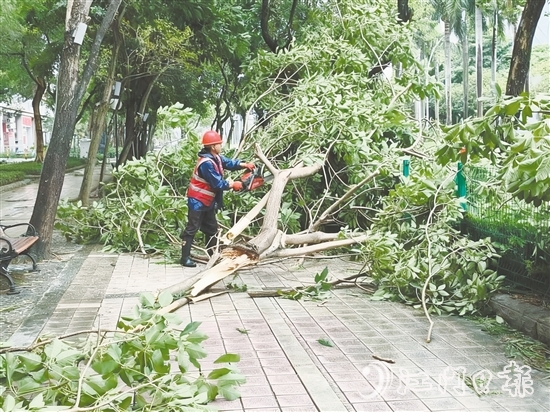 發(fā)現(xiàn)樹木折枝、倒伏后，城管工作人員緊急開展樹木排險排障工作，全力消除險情，保障道路通行安全。
