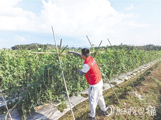 江門陽光農(nóng)險工作人員指導(dǎo)農(nóng)戶做好田間排水、加固農(nóng)業(yè)設(shè)施等準(zhǔn)備。