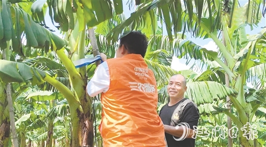 平安產(chǎn)險江門中支農(nóng)險專員手把手指導(dǎo)農(nóng)戶加固蕉棚。