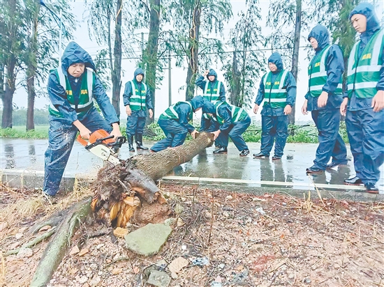 臺山民兵沉著應對臺風帶來的挑戰(zhàn)，全力投入風后路面清理排查工作。