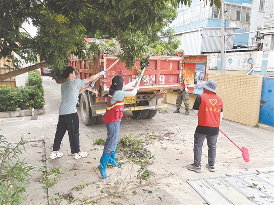 蓬江區(qū)在環(huán)市街道里村社區(qū)舊村片區(qū)開展攻堅(jiān)行動(dòng)。圖為環(huán)境整治組工作人員清理野生綠植。任佳燕