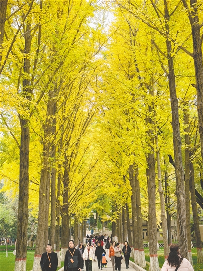 江門春秋國旅帶團友到額濟納旗賞秋色。