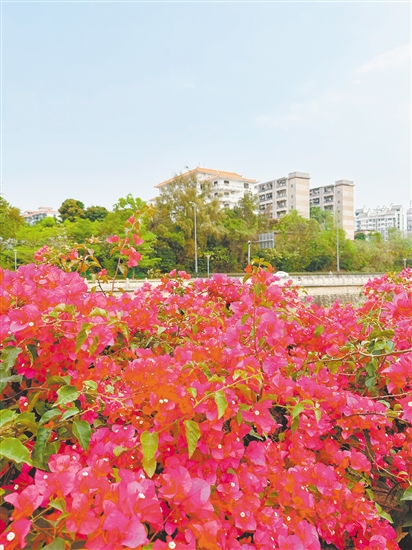 江門街頭的簕杜鵑花團(tuán)錦簇。