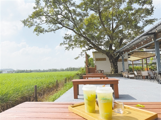 稻田+咖啡 稻田+咖啡