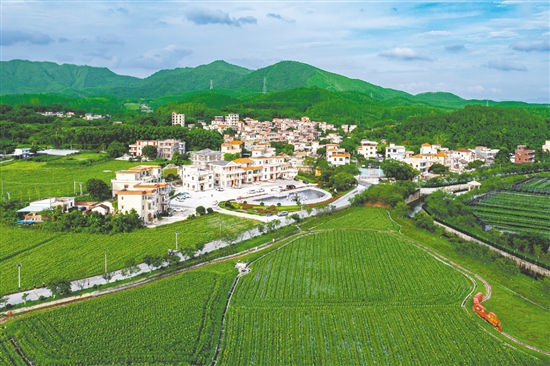 城西村是江門市重點(diǎn)支持建設(shè)的110個(gè)綠美鄉(xiāng)村示范村之一，2024年入選廣東省“百千萬(wàn)工程”第二批典型村培育名單。