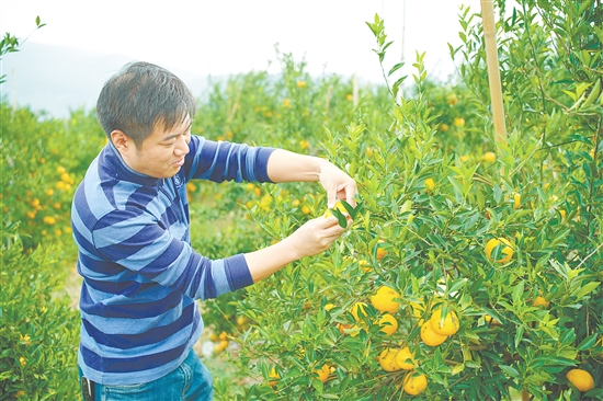 2025年新會大紅陳皮柑采摘儀式結(jié)束后，嘉賓們走進柑園體驗采摘樂趣。