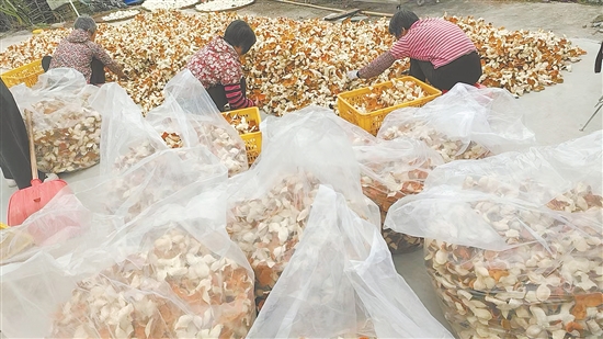 九農(nóng)果場工人們正將大紅柑皮分裝、稱重、打包，準備發(fā)貨。