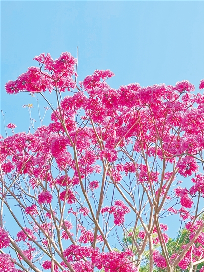 紫花風(fēng)鈴木綻放。