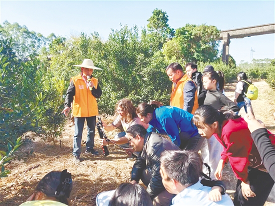 孩子與家長走進果園，了解陳皮柑的種植流程。